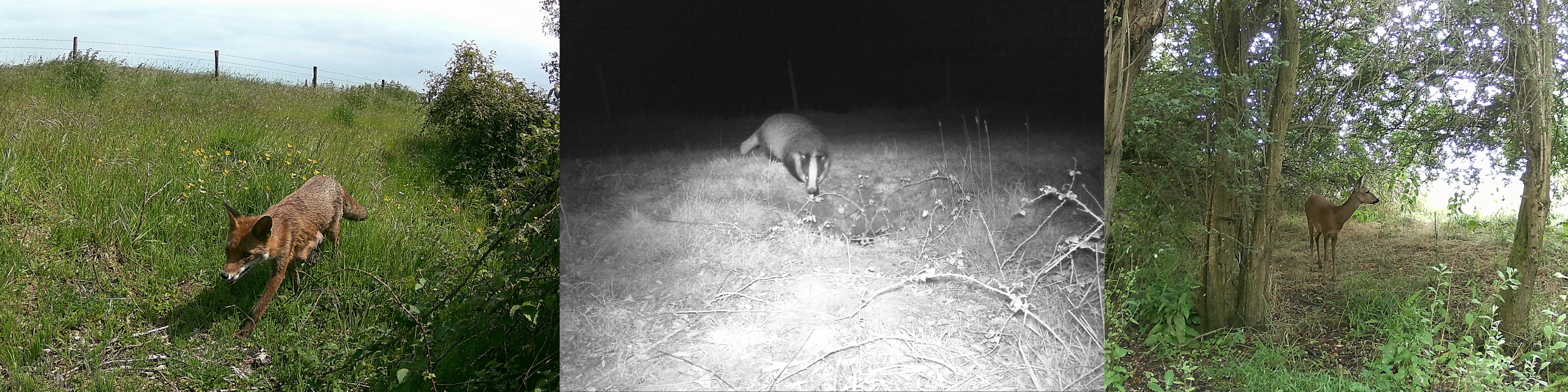 mammals_2